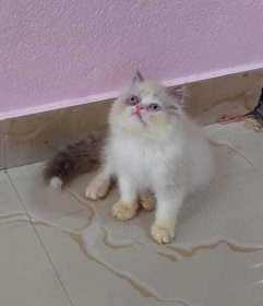 Ragdoll For Sale In Calicut