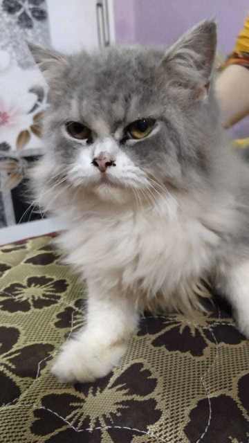 Persian For Sale In Agra