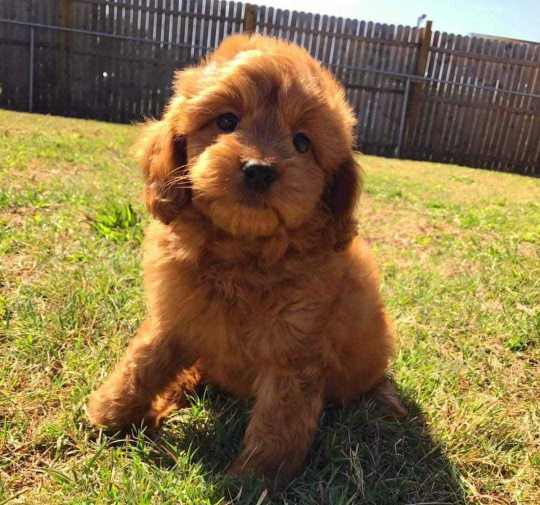 Poodle For Sale In Gurgaon