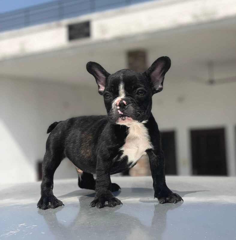 French Bulldog For Sale In Noida