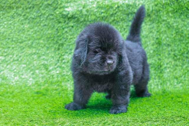 Newfoundland For Sale In Mumbai
