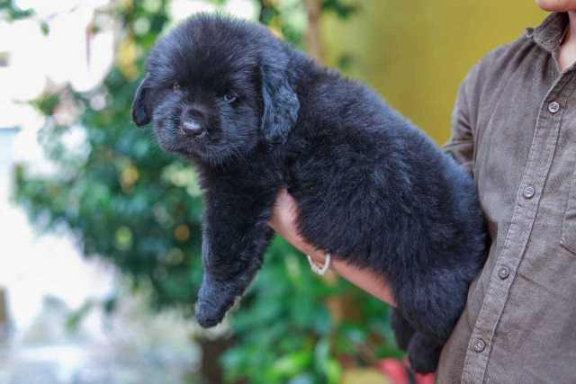 Newfoundland For Sale In Hyderabad
