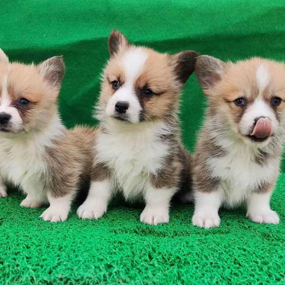 Pembroke Welsh Corgi For Sale In Pune
