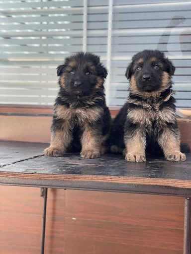 German Shepherd For Sale In Agra