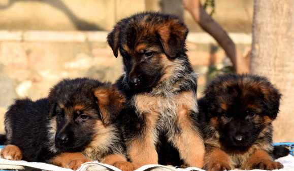German Shepherd For Sale In Ludhiana