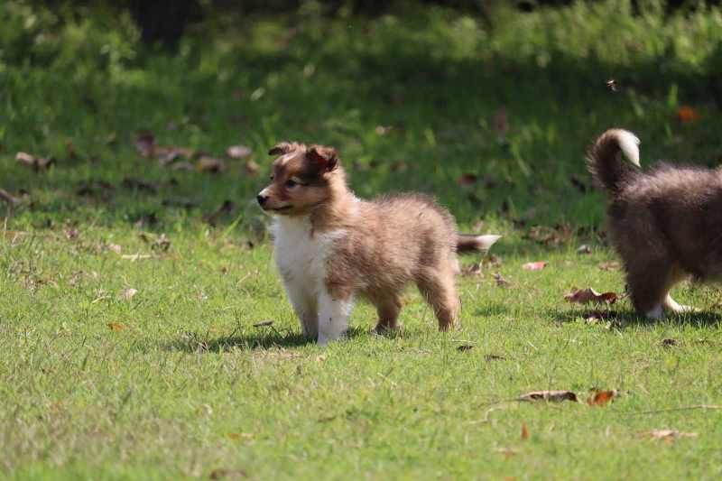 Rough Collie For Sale In Jaipur