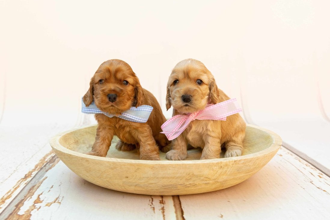Cocker Spaniel For Sale In Delhi