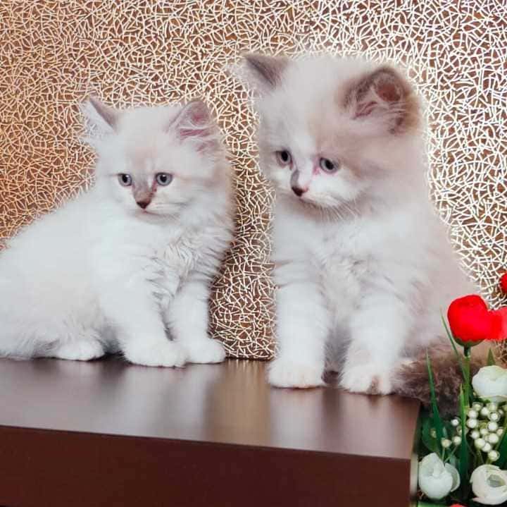 Himalayan For Sale In Jaipur