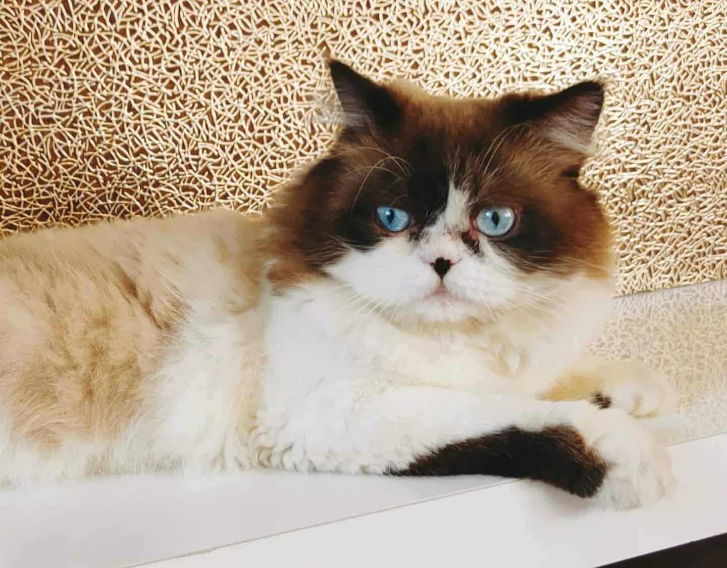 Ragdoll For Sale In Jaipur