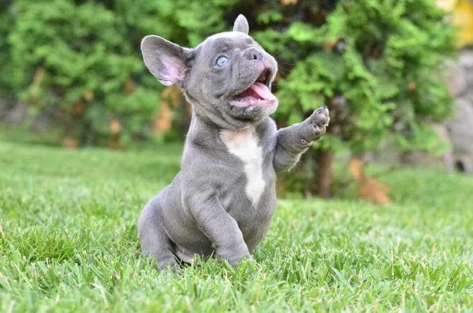 French Bulldog For Sale In Jaipur