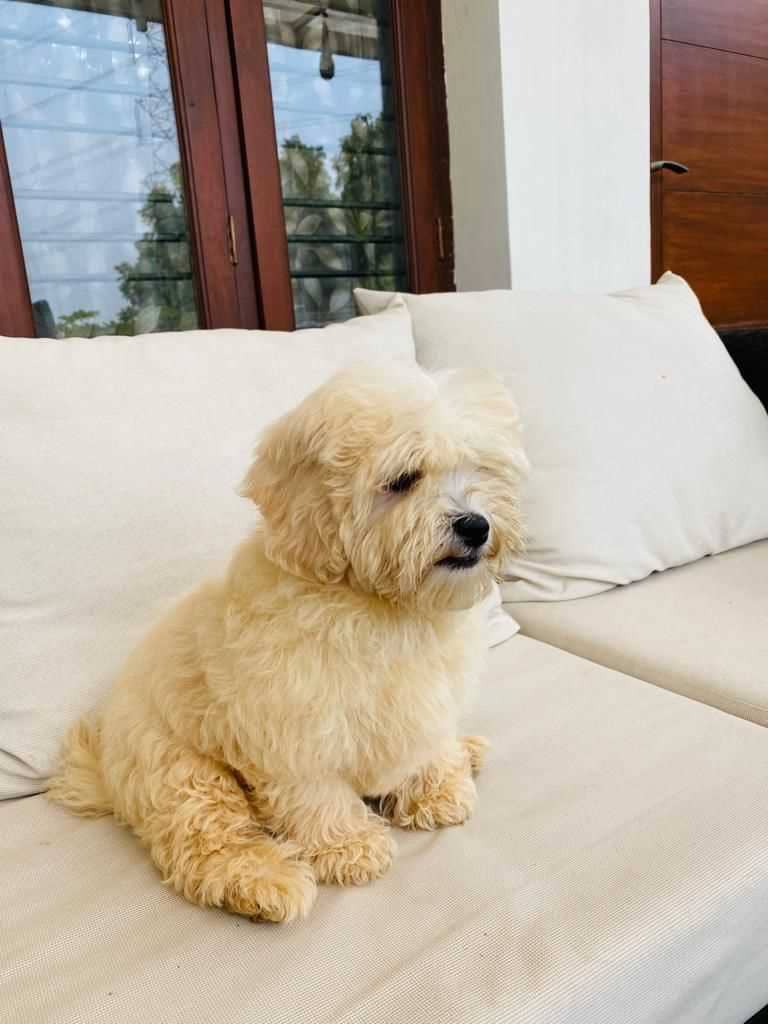 Maltipoo For Sale In Jaipur
