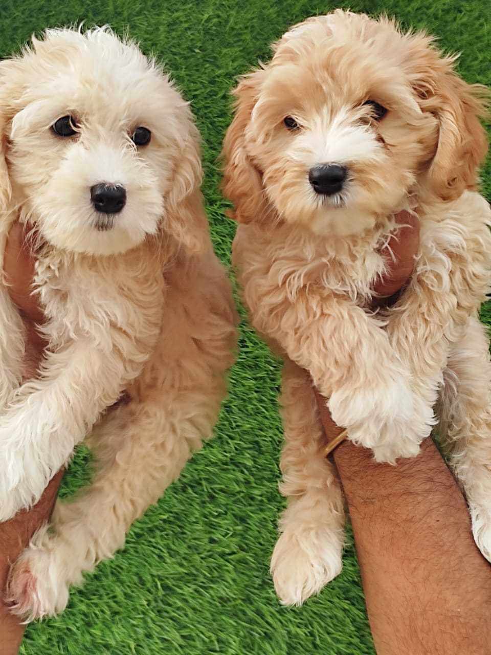 Maltipoo For Sale In Jaipur
