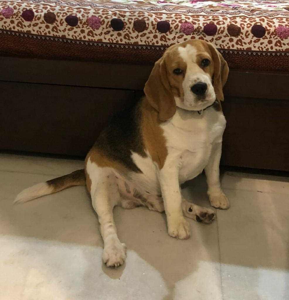Beagle Dogs For Mating In Delhi