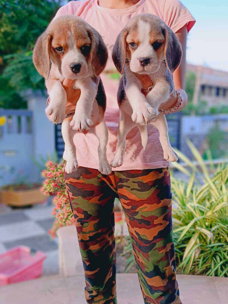 Beagle For Sale In Gandhidham