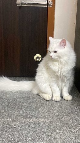 Persian Dogs For Mating In Bangalore