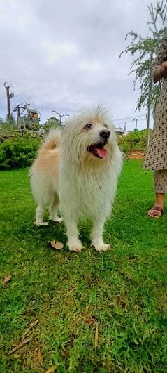 Pomeranian Dogs For Mating In Hyderabad