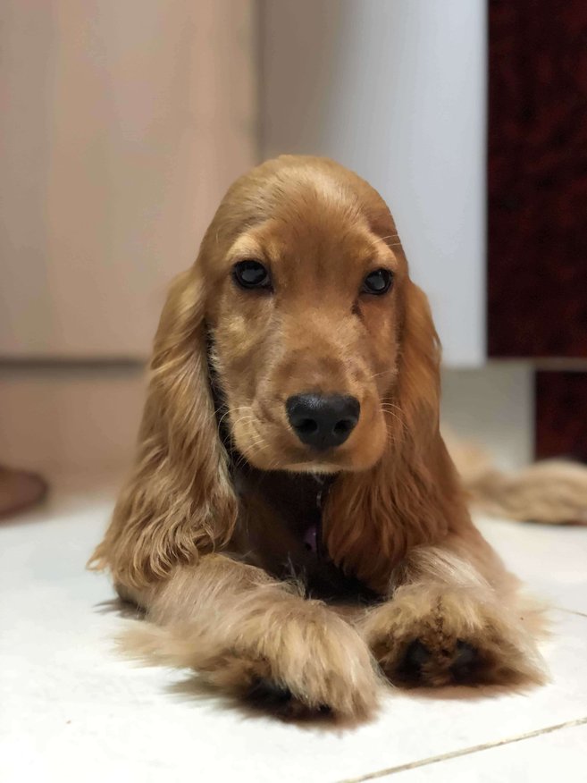 Cocker Spaniel For Sale In Bangalore