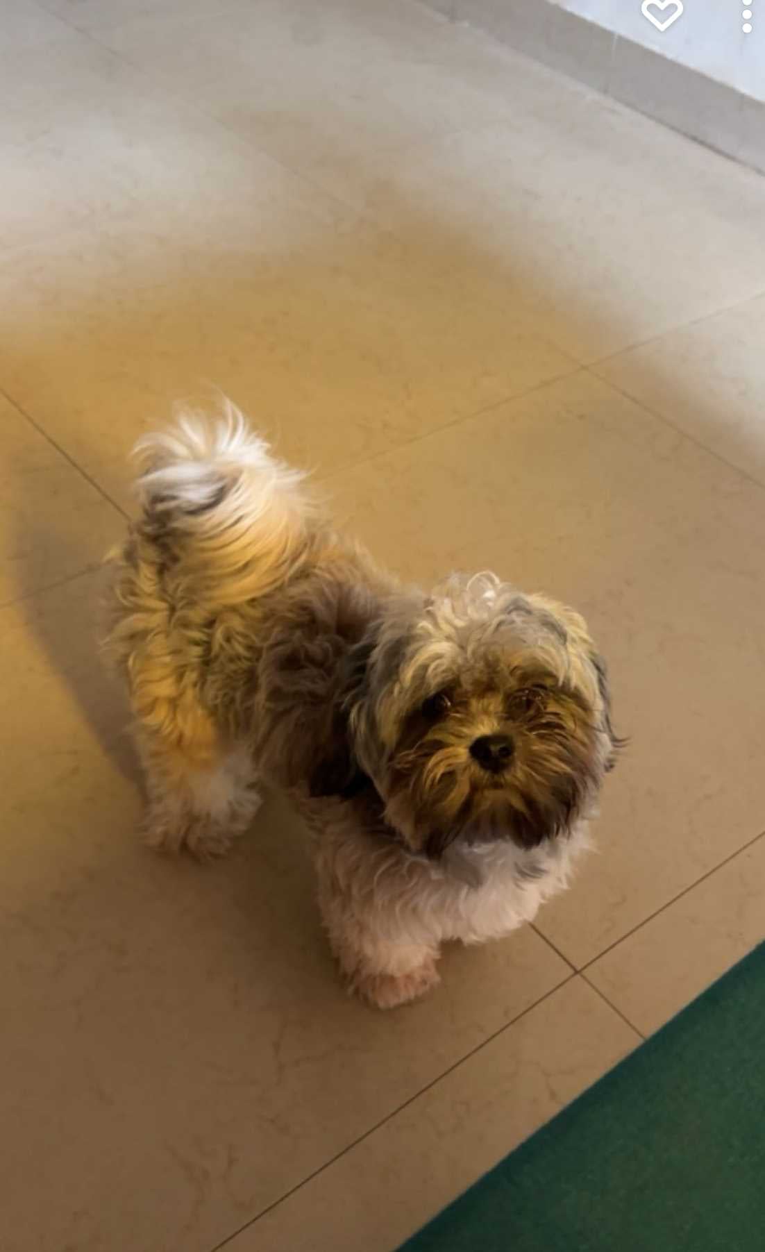 Lhasa Apso Dogs For Mating In Pune