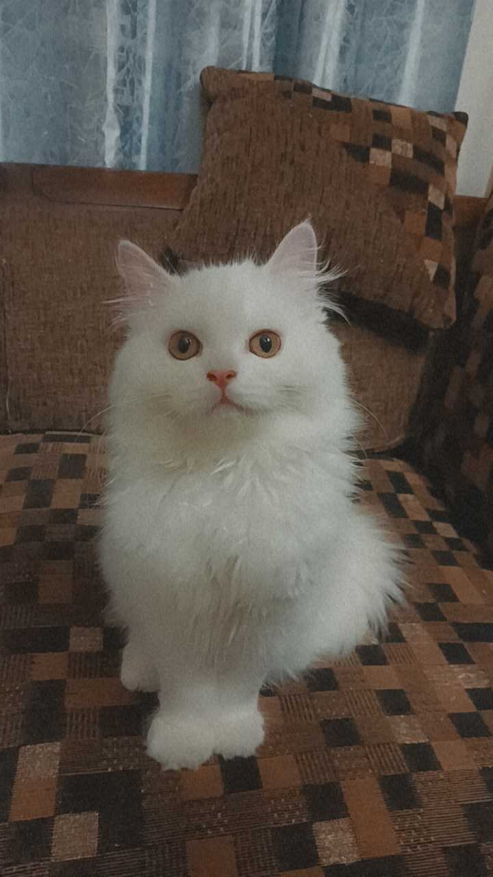 Persian For Sale In Mysore
