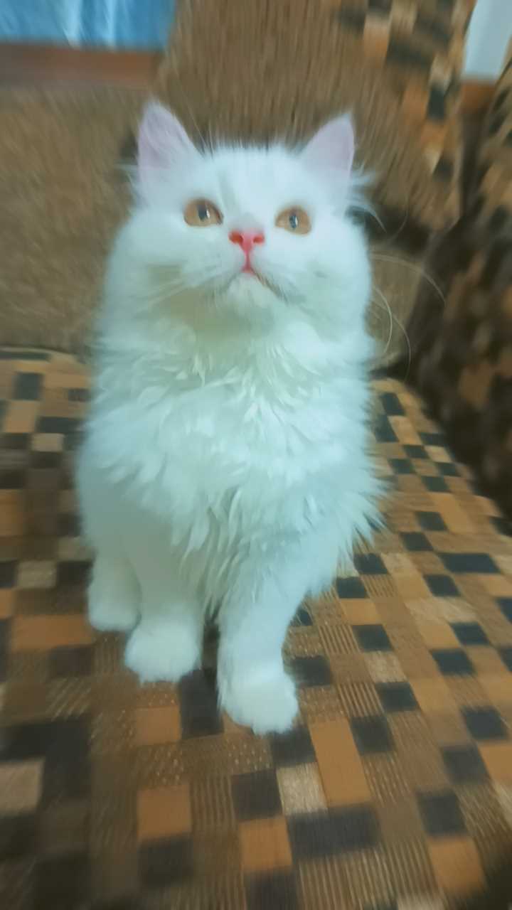Persian For Sale In Mysore