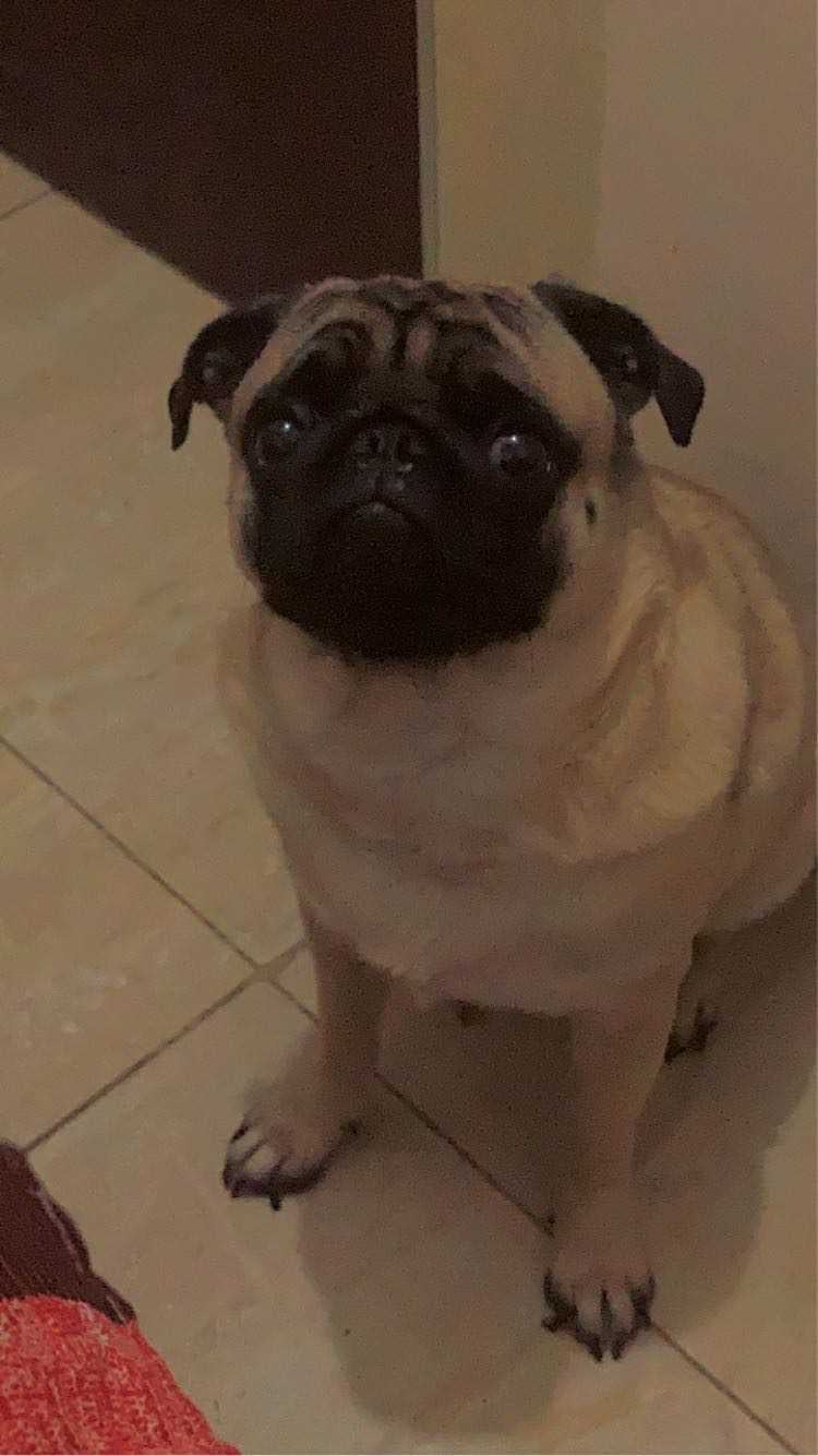 Pug Dogs For Mating In Indore