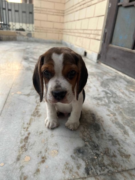 Beagle For Sale In Faridabad