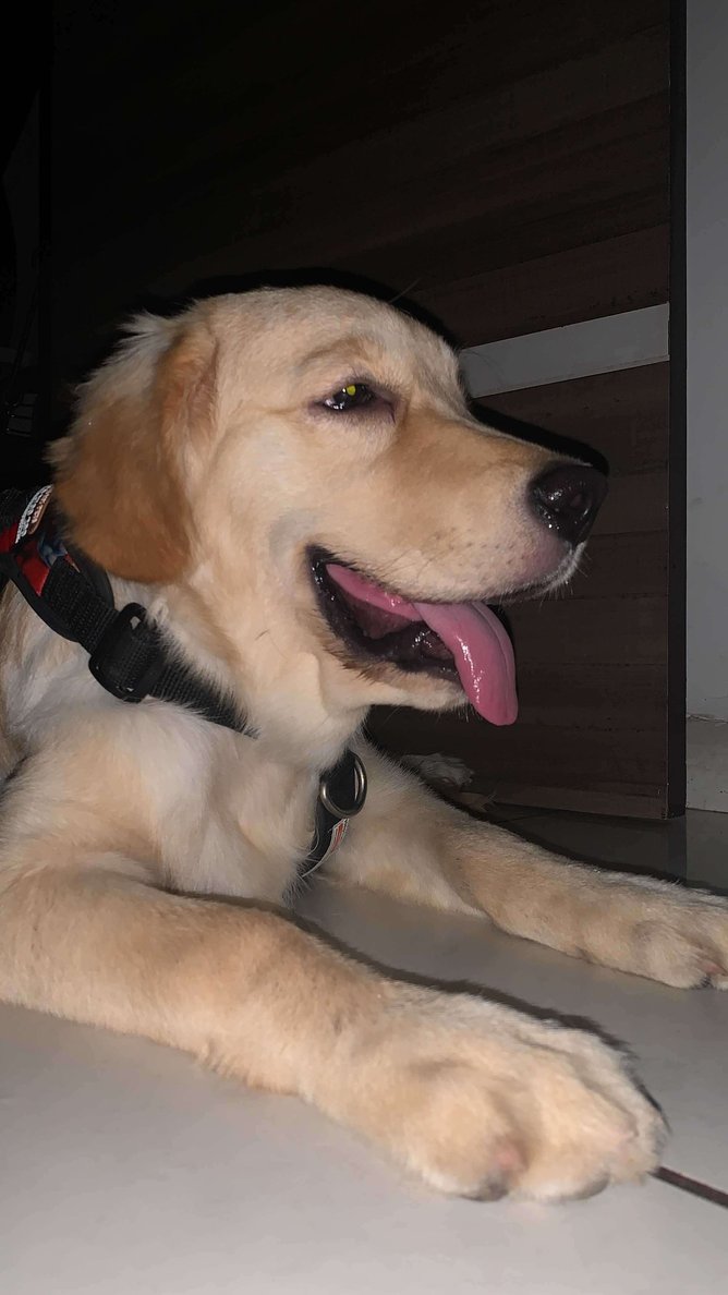 Golden Retriever For Adoption In Vadodara