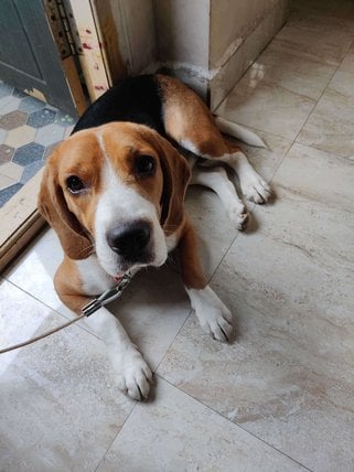 Beagle Dogs For Mating In Visakhapatnam