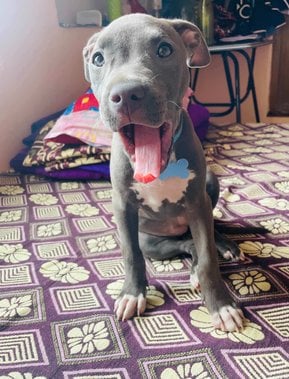 American Bully For Sale In Mysore