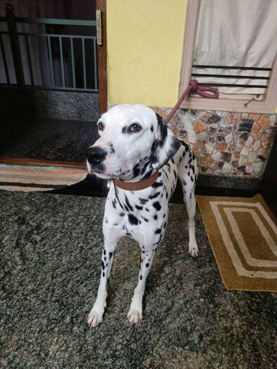 Dalmatian Dogs For Mating In Bangalore