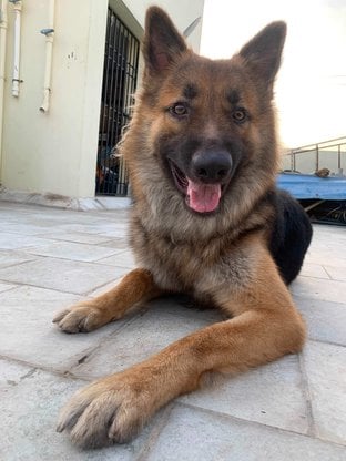 German Shepherd Dogs For Mating In Chennai