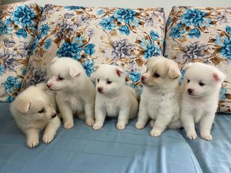 Pomeranian For Sale In Kottayam