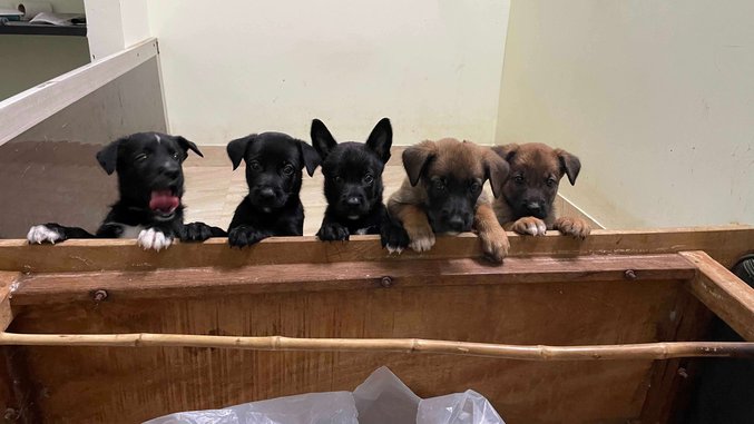 Belgian Malinois For Sale In Namakkal