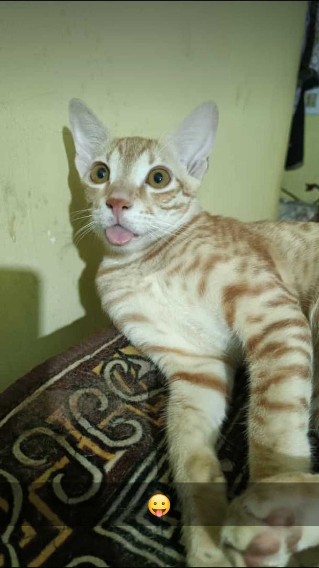 Indian Breed For Adoption In Jharsuguda