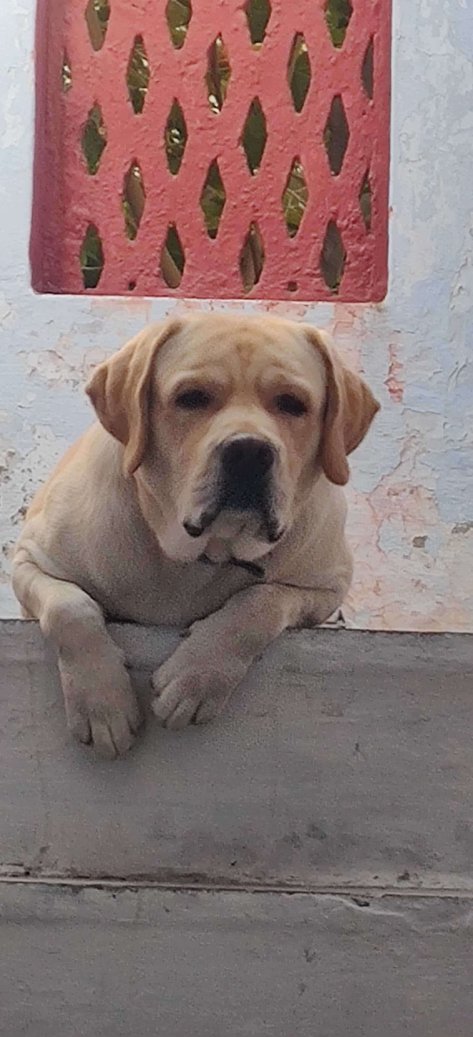 Labrador Retriever For Adoption In Ajmer