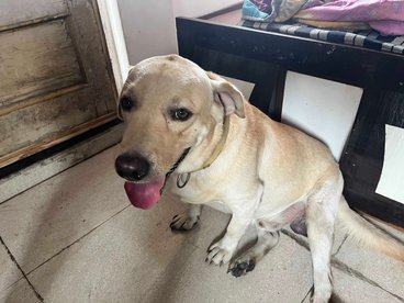 Labrador Retriever For Adoption In Surat