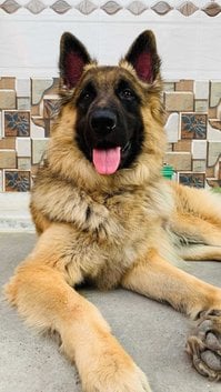 German Shepherd Dogs For Mating In Lucknow