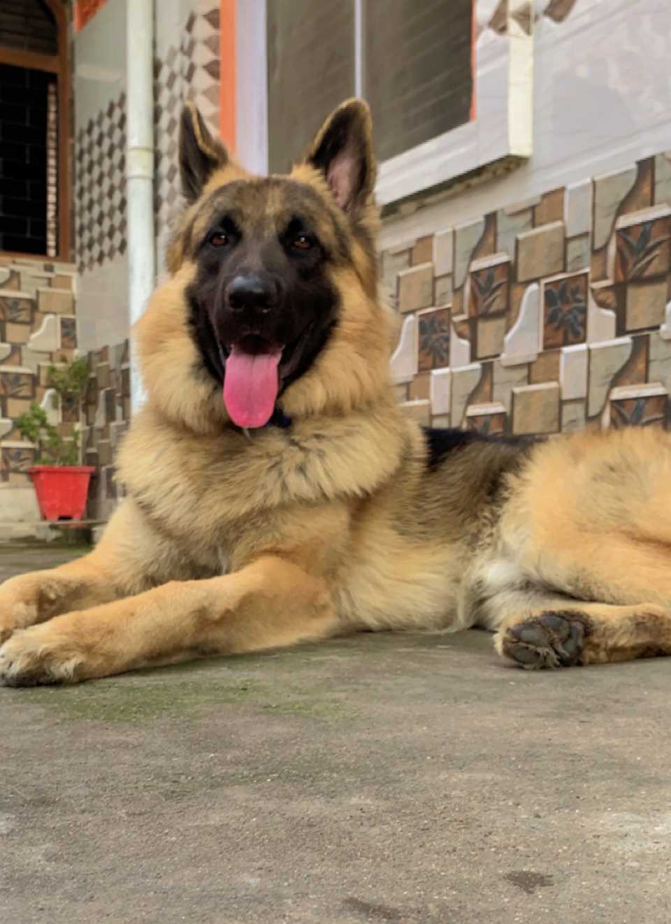 German Shepherd Dogs For Mating In Lucknow