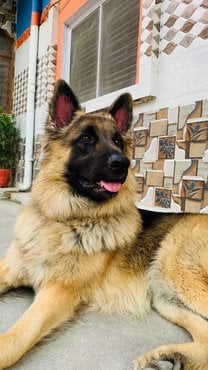 German Shepherd Dogs For Mating In Lucknow