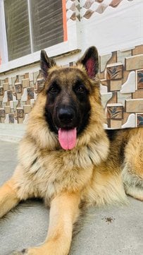 German Shepherd Dogs For Mating In Lucknow