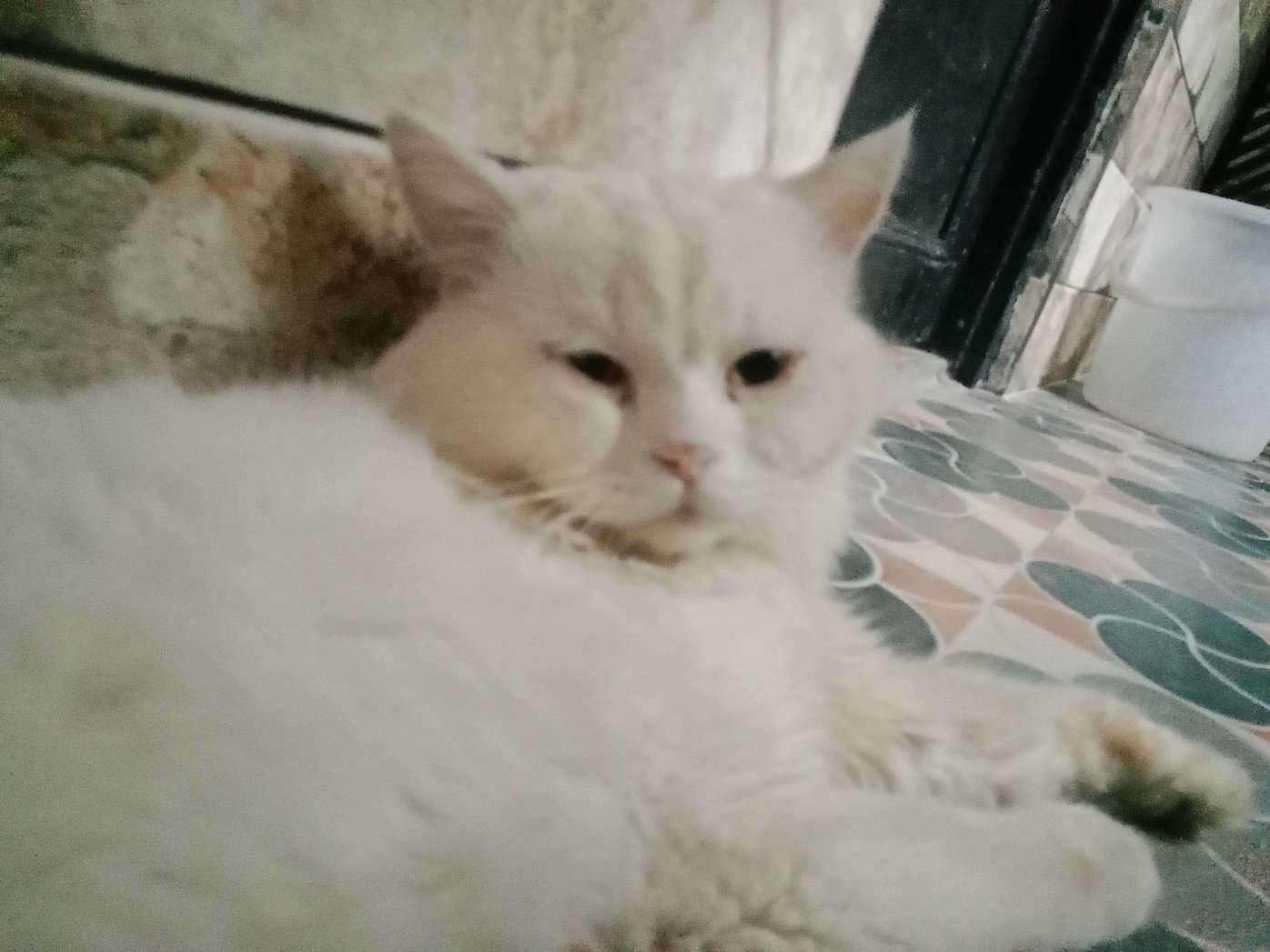Persian For Adoption In Jaipur