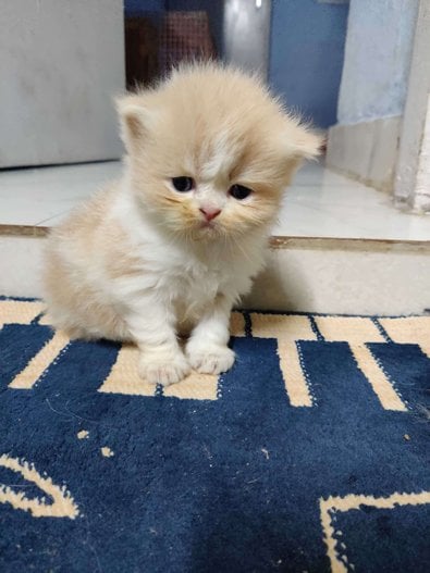 Persian For Sale In Jammu