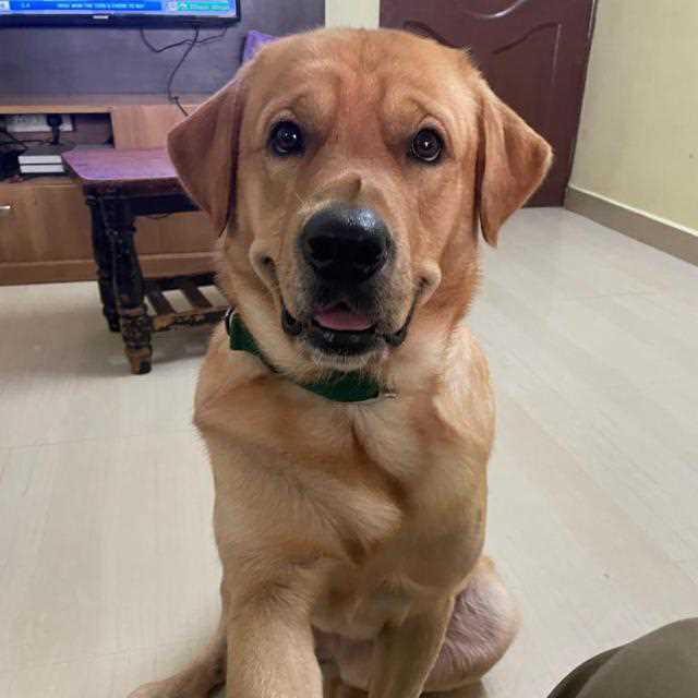 Golden Retriever Dogs For Mating In Chennai