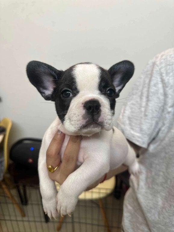 French Bulldog For Sale In Bangalore
