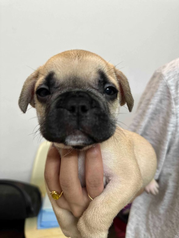 French Bulldog For Sale In Bangalore