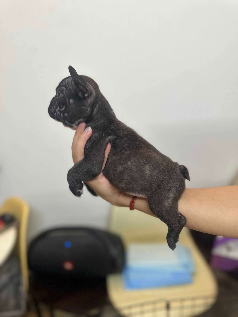 French Bulldog For Sale In Bangalore