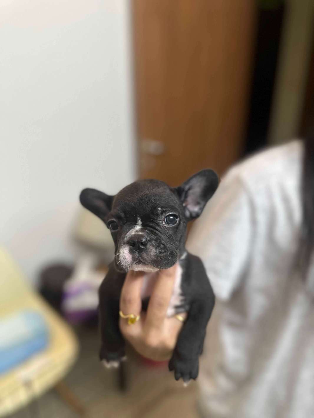 French Bulldog For Sale In Bangalore