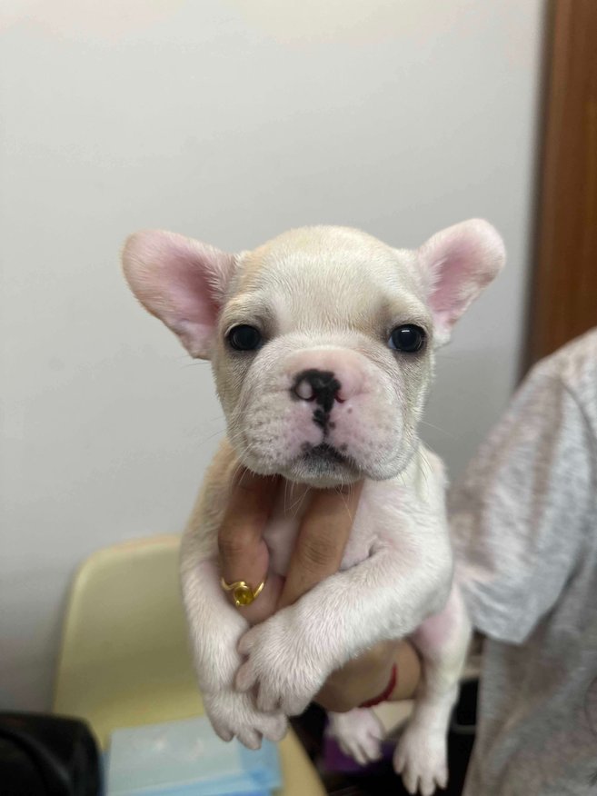 French Bulldog For Sale In Bangalore