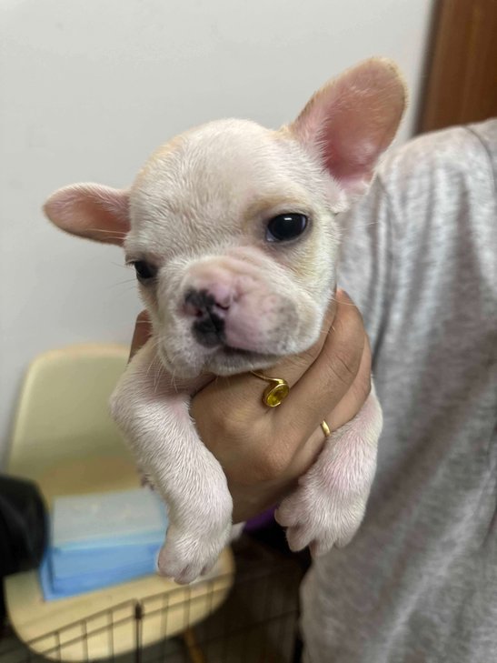 French Bulldog For Sale In Bangalore