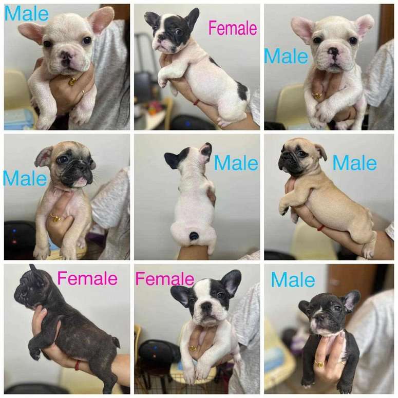 French Bulldog For Sale In Bangalore